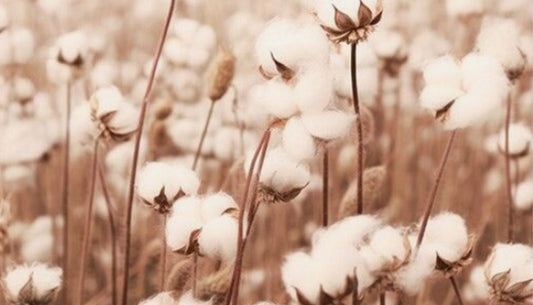 Champs agricole de coton naturel